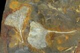 Fossil Ginkgo Leaves From North Dakota - Paleocene #132551-3